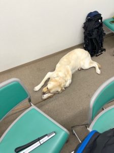 盲導犬の休憩