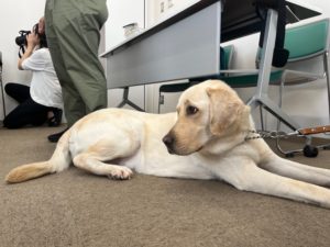 盲導犬キャッチの写真